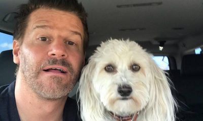 David Boreanaz's family: parents, siblings, wife and kids